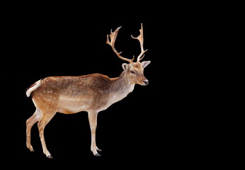 Naklejka na ściany i meble Male Deer buck Isolated on black