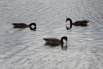 Trio of Canadian geese (branta canadensis) silhouetted on a pond