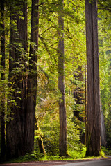 Green Forest Landscape