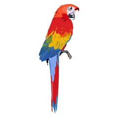 Obraz premium macaw bird