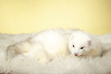 Fototapeta na wymiar White ferret on fur