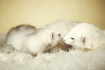 White ferret couple in studio