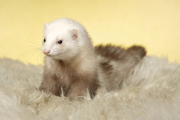 Pretty ferret in studio