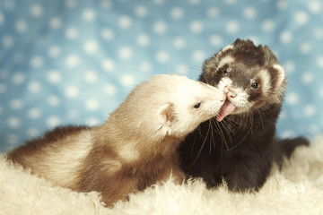 Ferrets taking care