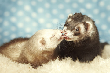 Ferret kisses