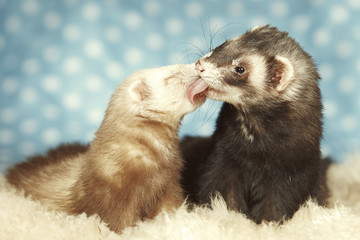 Lovely ferret couple