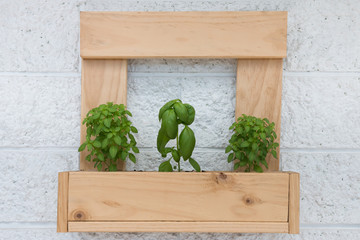 Wooden planter with three basil plants