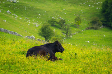 A black bull at Mahlam, Yorkshire Dales, England