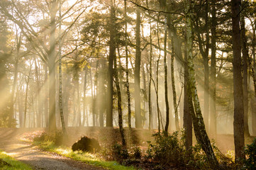 Sunrays on a forest road and autumn colored trees.