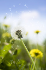 タンポポの綿毛