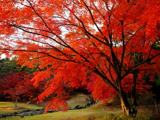 世界遺産　平泉　毛越寺　紅葉