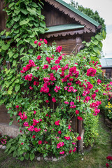 Fototapeta na wymiar Rose garden on countryside in Mazovia region, Poland