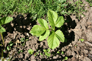 giersch wildkraut garten heilkraut alternativmedizin