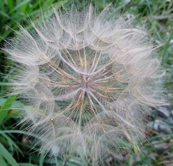 Dandelion  flower head on the meadow