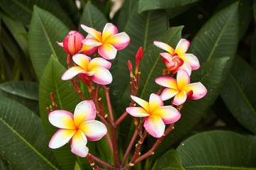 plumeria flower in nature garden