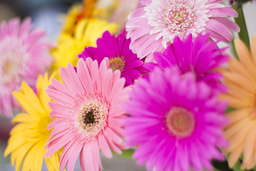 Obraz premium ガーベラ