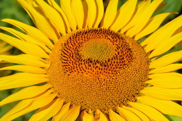 Obraz premium Sunflower