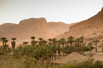 Desert and oasis in Israel