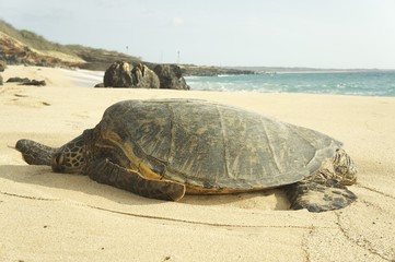 turtle laying on the beach