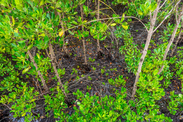 Abundant mangrove and swamp forest. They are found in Chumphon province, Southern Thailand.