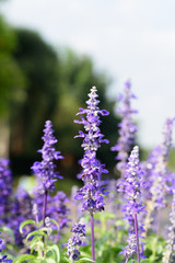 Blue salvia purple flowers, ornamental plants spring