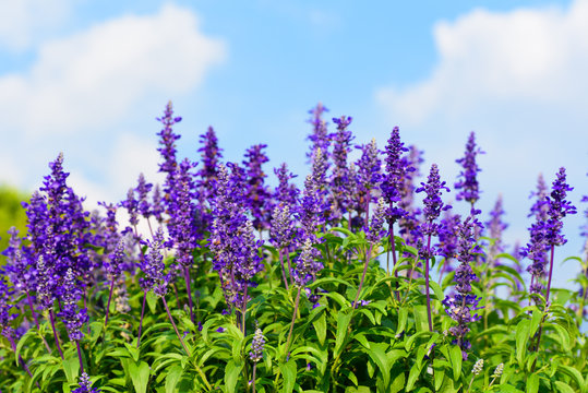 Blue salvia purple flowers, ornamental plants spring