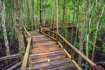 Winding wooden walkway in abundant mangrove forest of Southern Thailand. For nature walks to study coastal plants and animals.