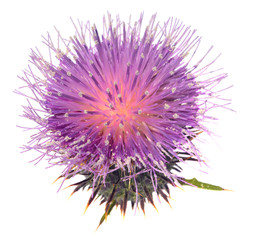 Thistle