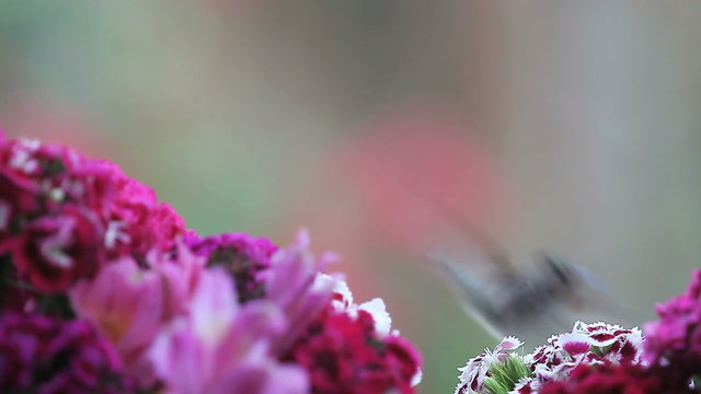 Hummingbird feeds, flies off and returns to assorted colorful flowers.