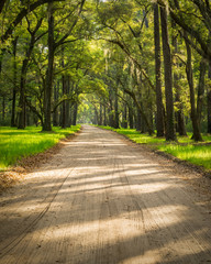 A lowcountry dirt road on Edisto Island near Charleston, SC, passes through an eerie looking tunnel of Live Oaks and Spanish Moss as sunlight and shadows filter through and criss cross the road.