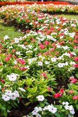 Fototapeta premium colorful catharanthus roseus flower in garden