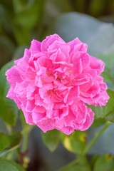 pink damask rose flower in garden