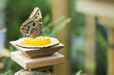 Portrait of live butterflies. Butterfly sitting on the Mandarin. 