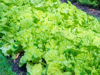 cabbage in the agricultural farm