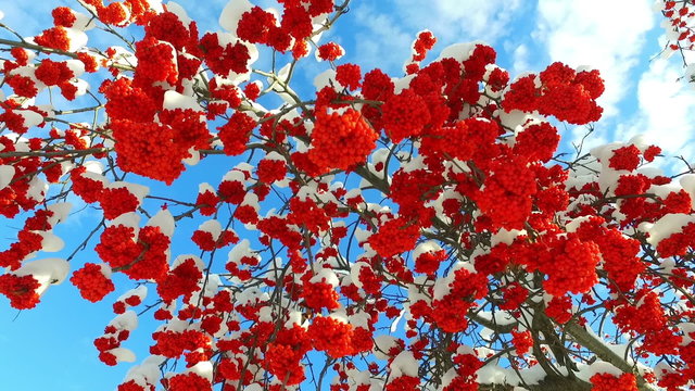 Rowanberry  in winter. Looking up through the rowan-tree branches and red  berries clusters with snow caps at the sky with clouds
