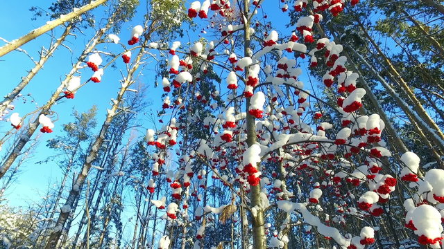 Rowanberry  in winter. Looking up through the rowan-tree branches and red  berries clusters with snow caps at the blue sky
