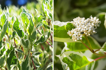 White dogwood (Cornus alba L.)