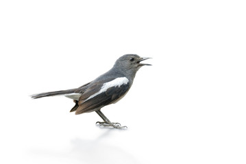 Obraz premium Black and white bird, Magpie Robin isolated on white background.