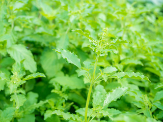 Holy basil or tulsi leaves on garden