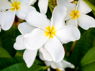 beautiful plumaria flowers on the plant tree