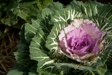 Fototapeta premium Vegetable