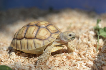Young Sulcata Tortoise. Kine of turtle species,African spurred tortoise.