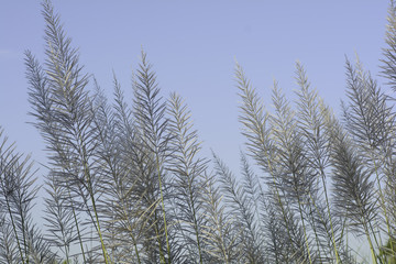 Wind blown grass in the evening