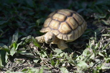 Young Sulcata Tortoise. Kine of turtle species,African spurred tortoise.