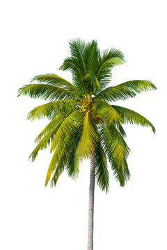 Coconut tree isolate with cliping parth