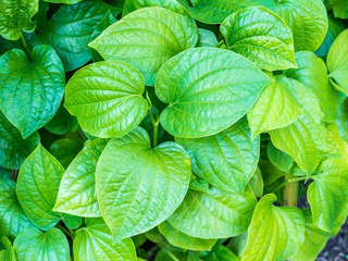 Vegetables and herbs, medicinal substance in it leaves