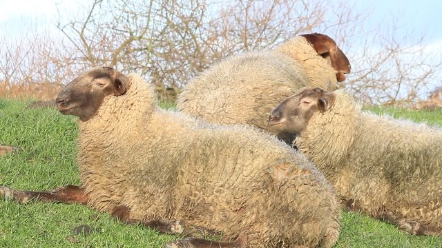 Schafe liegen am Deich im Gras