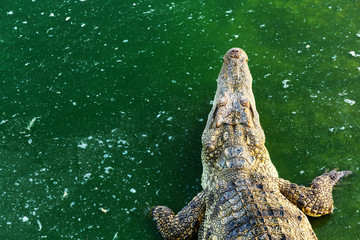 Naklejka premium Wildlife crocodile in the water