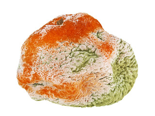 Rotten mandarin on a white background