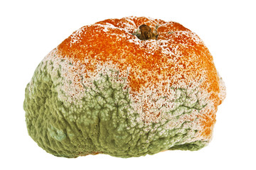 Rotten mandarin on a white background
